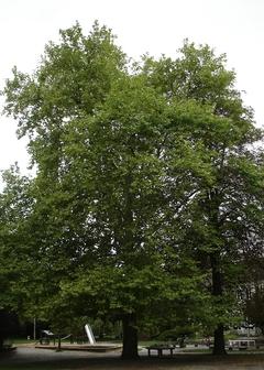 Naturdenkmal 30: Platane (Platanus x hispanica) am DRK Kinderdorf Magdeburger Landstraße (nicht zugänglich)