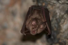 Fledermaus