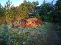 Selbständig eingerichteter Komposthaufen und gleichzeitig illegale Entsorgung von Bioabfall im OT Plaue(Bild © Untere Jagdbehörde Stadt Brandenburg an der Havel)