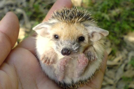 Für das erhöhte Igel-Aufkommen im Krugpark stehen nun ausreichend Behausungen parat.