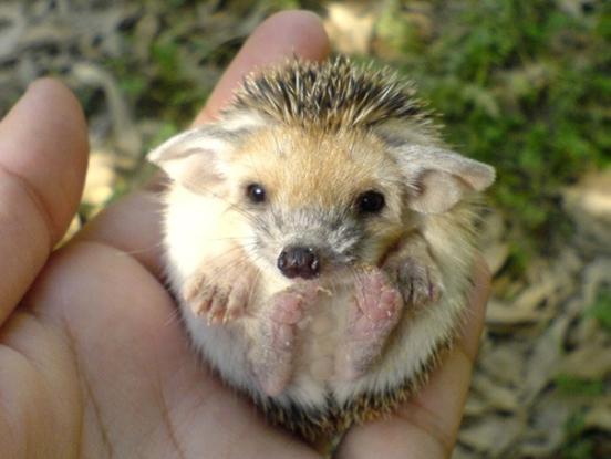 Für das erhöhte Igel-Aufkommen im Krugpark stehen nun ausreichend Behausungen parat.