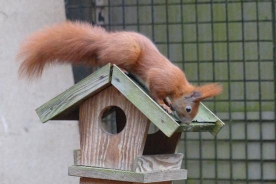 Eichhörnchen auf dem Futterhaus