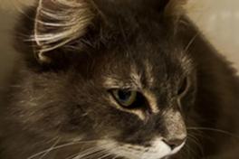 grau-weiß getigerte Katze.