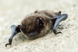 Foto einer Fledermaus