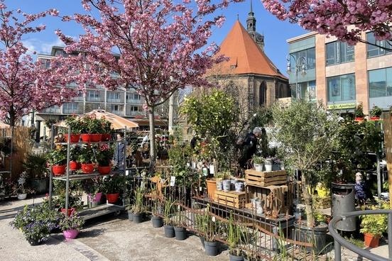 Am letzten April-Wochenende wird der Neustädtische Markt wieder zum Garten-Markt.