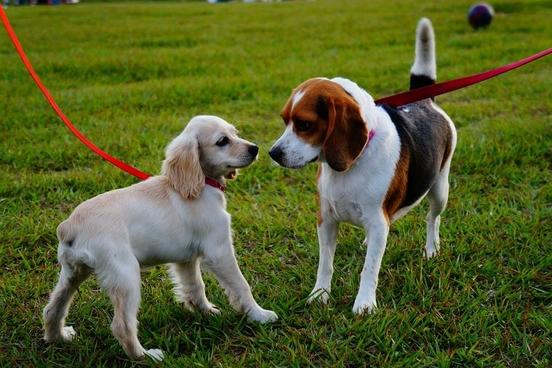 Hunde auf der Wiese