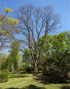 Robinie auf dem Altstädtischen Friedhof
