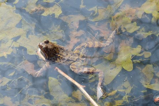 Kröte im Teich