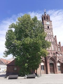 ND 29: Linde (Tilia platyphyllos)