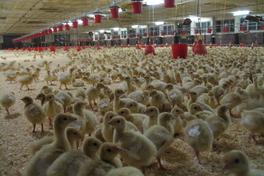 Blick in eine Putenaufzuchtanlage mit ganz vielen jungen Puten