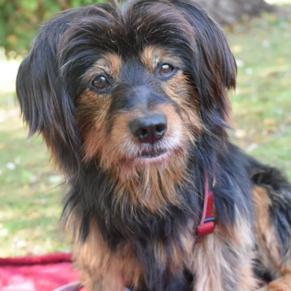 schwarzbrauner Rüde