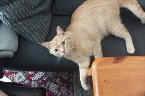 Kater liegt auf der Couch.