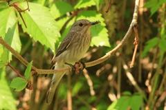 GrauschnäpperFoto: Bodo Rudolph