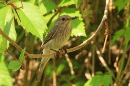 Jährliche Brutschutzzeit hat begonnen