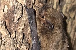 Fledermaus